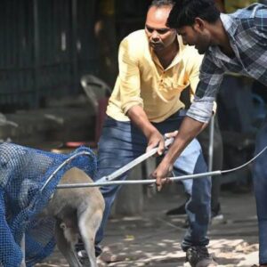 hindistanin baskent bolgesindeki tum sahipsiz kopekler barinaklara gonderilecek YMAsFF4f