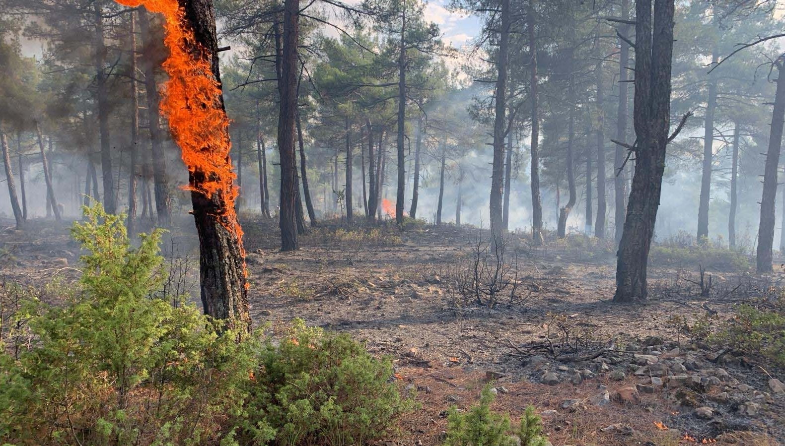 yildirim dusen orman yandi WyG3PHyL