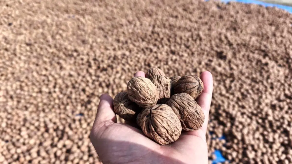 karaagacta ceviz hasadi basladi 7MZym8A1.jpg